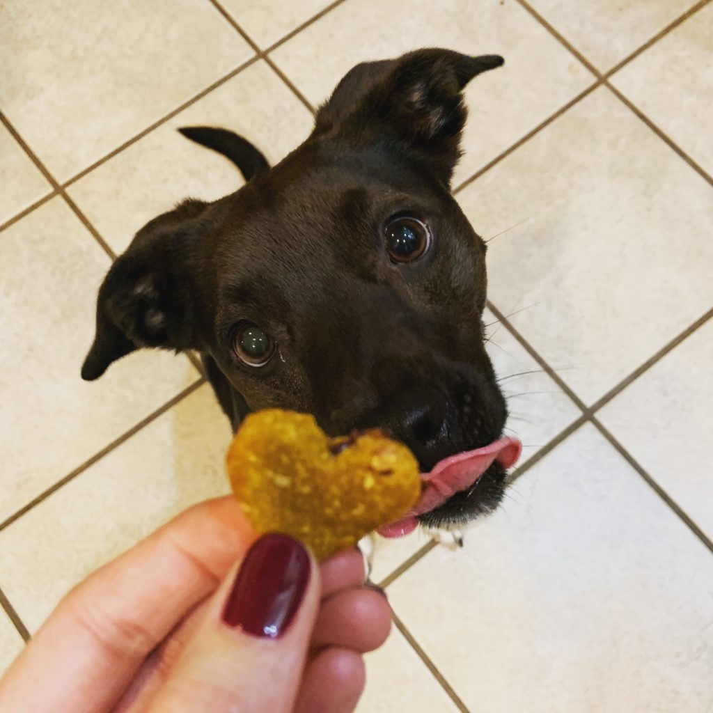 Dog anticipating homemade dog treats
