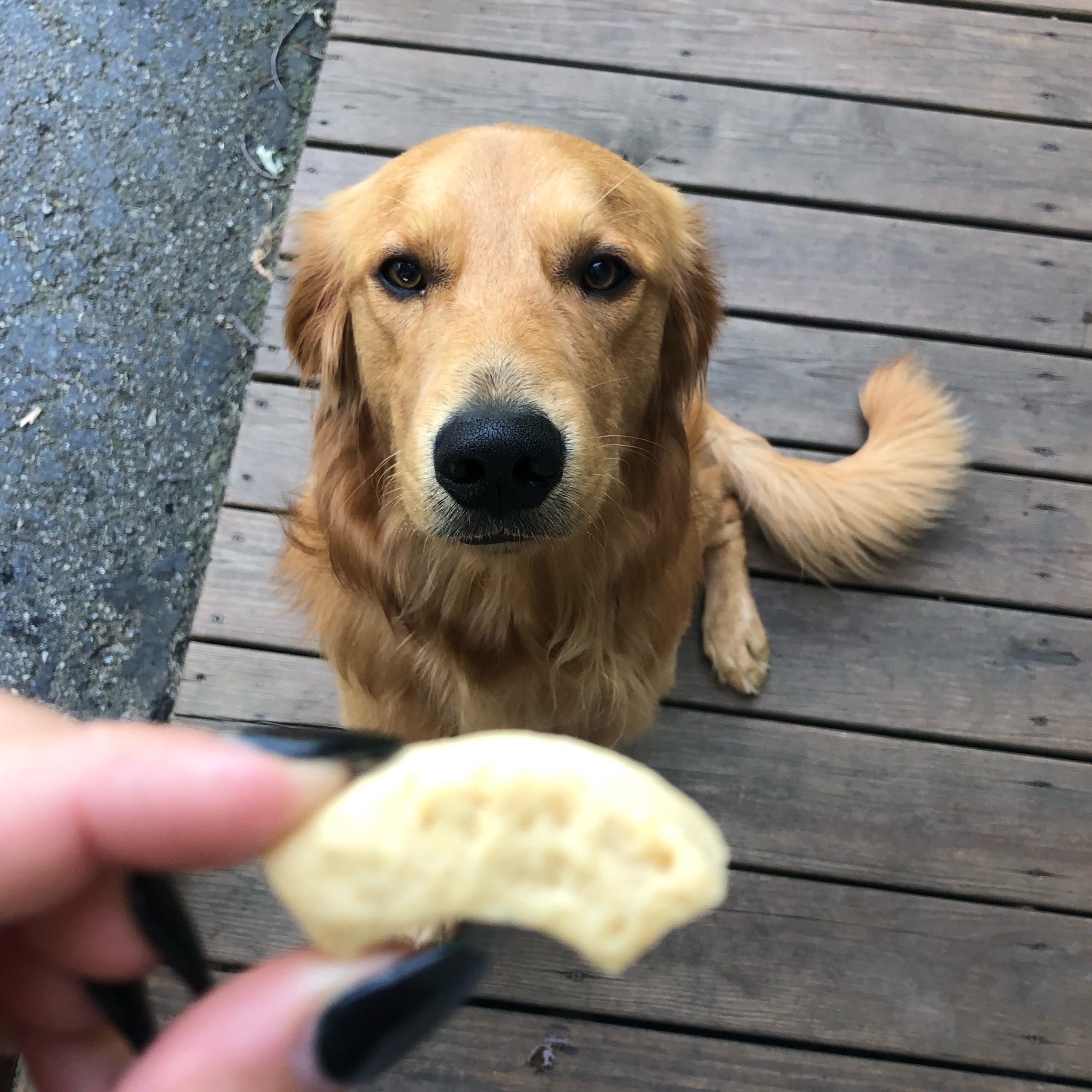 You Lucky Dog + Mac and Cheese Dog Treats The Hungry Bookworm