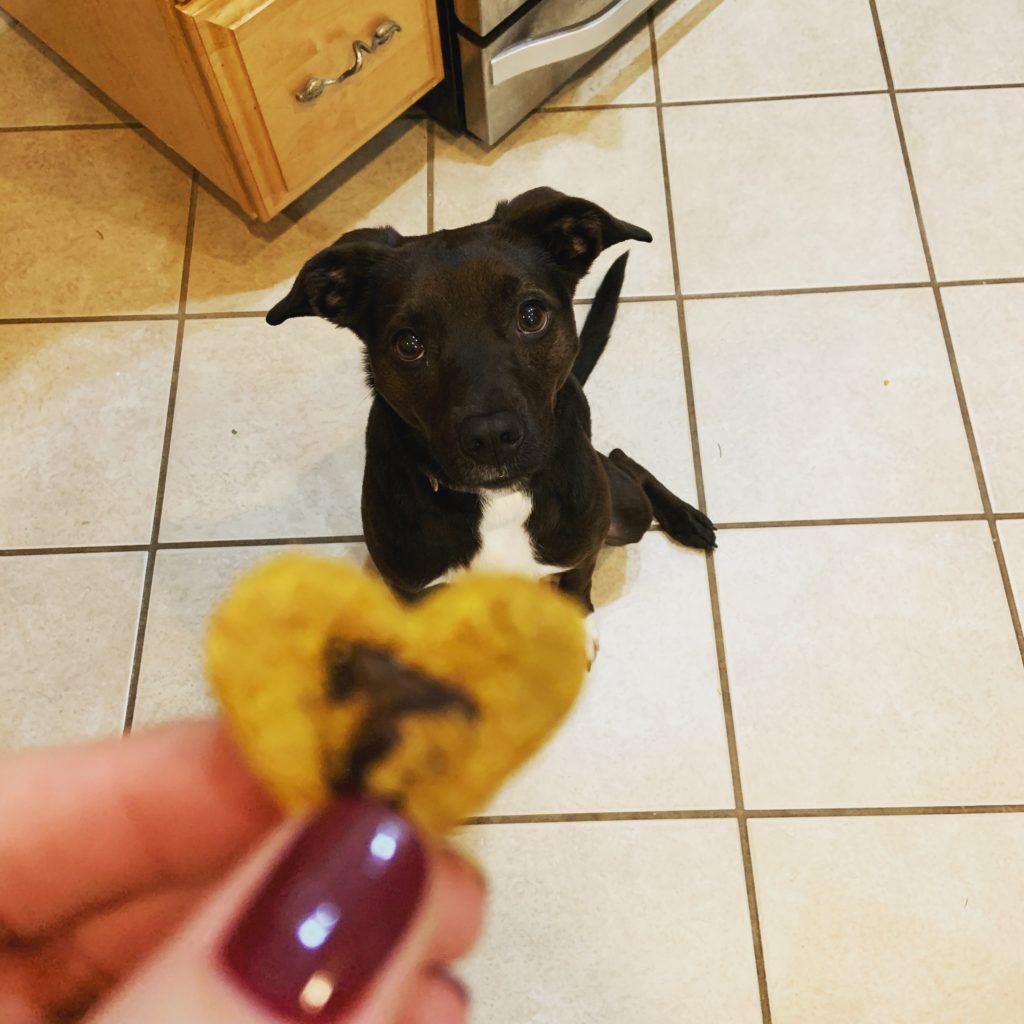 Beta Dog and her Treats