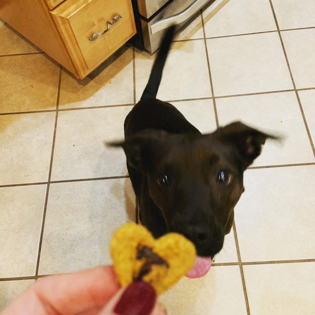 Beta eyeing a treat