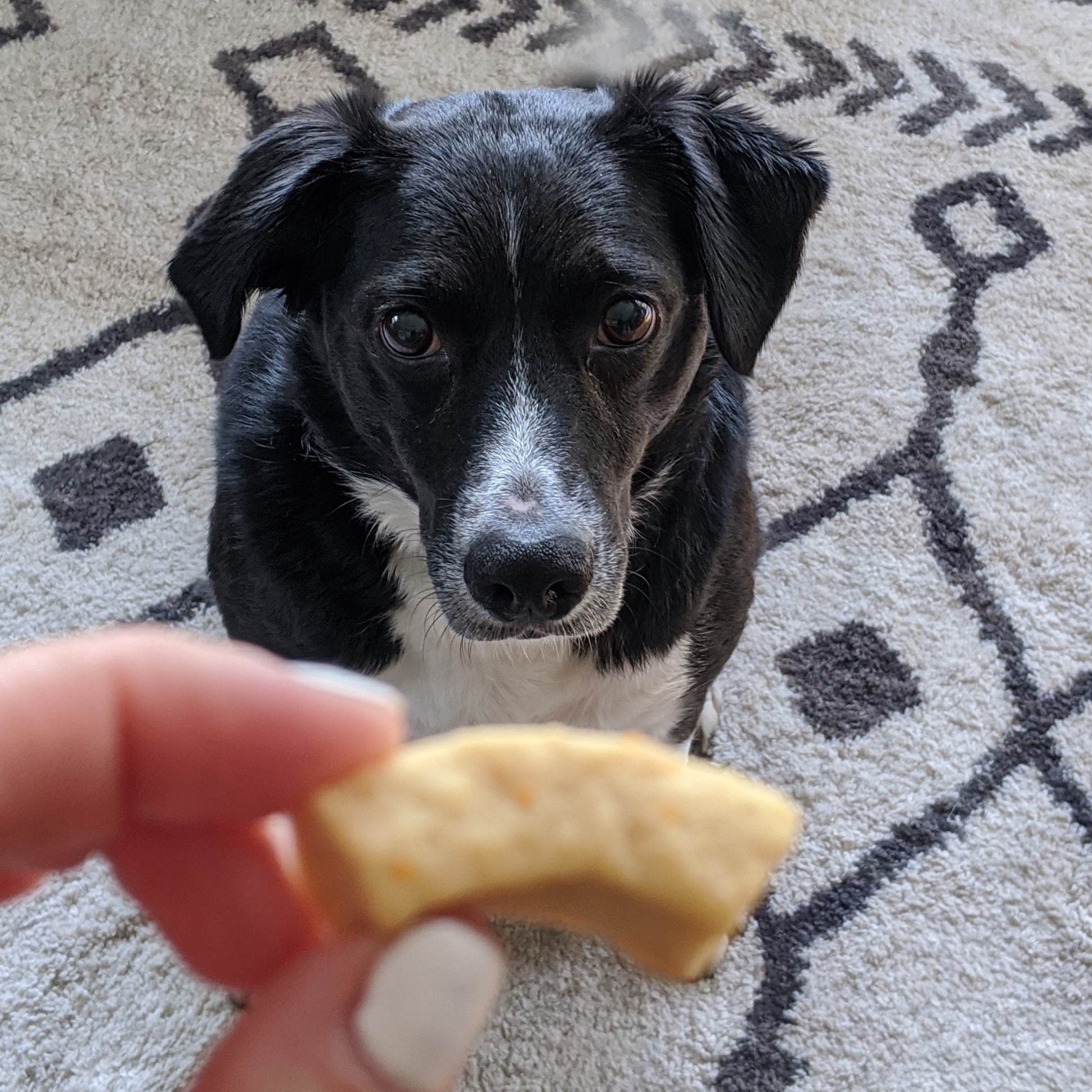 You Lucky Dog + Mac and Cheese Dog Treats The Hungry Bookworm